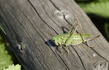 locusts on a log