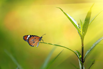 Orange butterfly on green, Butterfly monarch