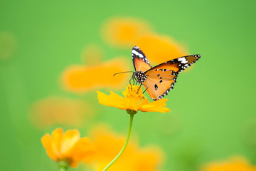 Orange butterfly on flower, nature background