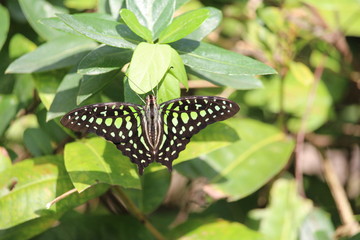 Tiled Jay Butterfly at Chiang Mai Thailand