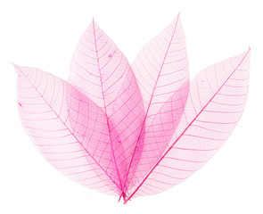 Transparent pink leaves