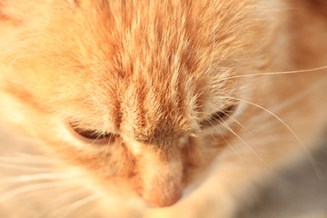 pensive red-haired kitten