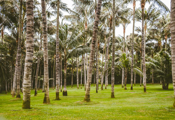 tropical garden with coconut palm trees