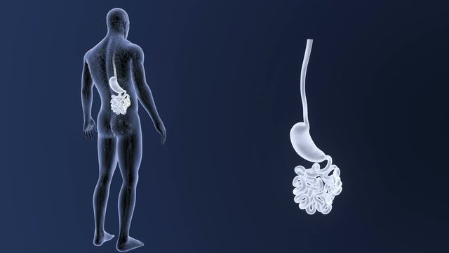 Stomach and Small Intestine zoom with CS