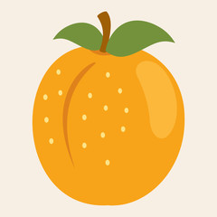 Apricot Vector Illustration