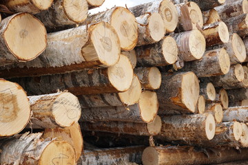 Wooden Logs with Forest on Background Trunks of trees cut and stacked in the foreground, green forest in the background