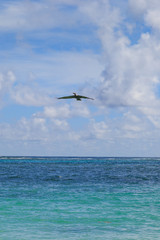 A Pelican in flight over the sea
