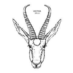 Portrait of a gazelle. Can be used for printing on T-shirts, flyers and stuff. Vector illustration