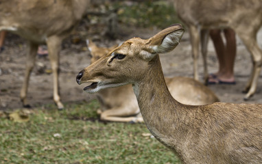 Deer. Young female deer.