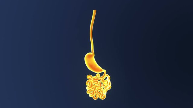 Stomach and Small Intestine