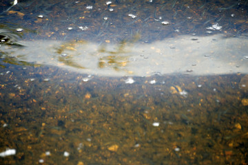 Small Fish swimming in Shallow Waters