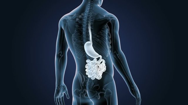 Stomach and Small Intestine with Skeleton Closeup