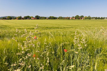 Gr&auml;ser am Feldrand, Anfang Juni, Deutschland
