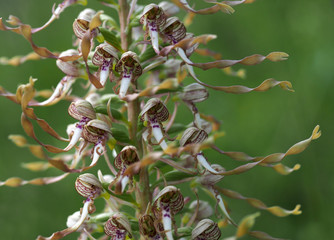 Bocksriemenzunge auf der Schwäbischen Alb