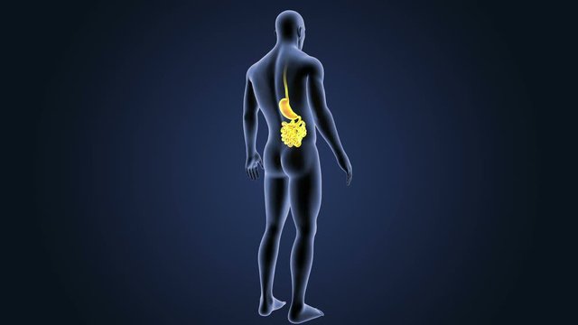 Stomach and Small Intestine with Body