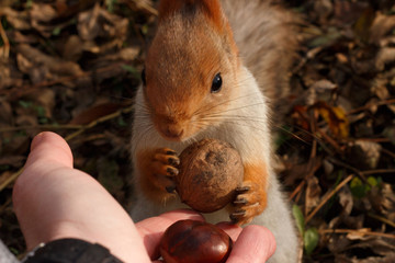 squirrel takes a walnut from his hands