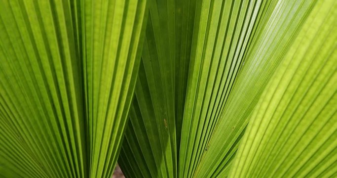 green palm leaf texture, abstract pattern of foliage plant in nature