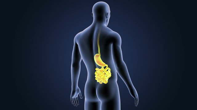 Stomach and Small Intestine with Bopdy