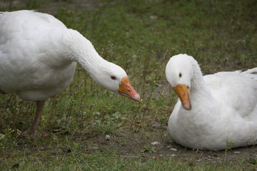 two geese home on the street
