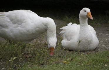 two geese home on the street