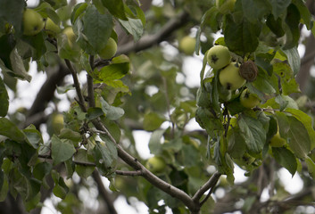 Green apples on a branch ready to be harvested, outdoors, selective focus