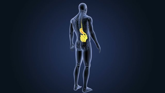 Stomach and Small Intestine with Skeleton