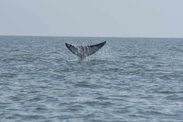 Fototapeta premium Bryde's whale, Whale in gulf of Thailand..
