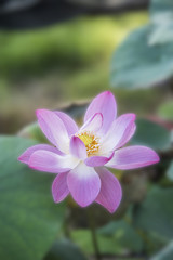 The bright lotus on the natural background.