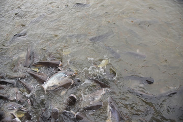 fishes crowd In the pond