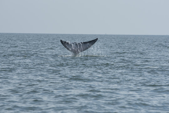 Bryde's whale, Whale in gulf of Thailand..