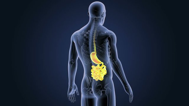Stomach and Small Intestine with Skeleton