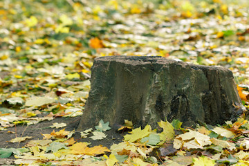 Stump and autumn colorful colorful maple leaves in the park.