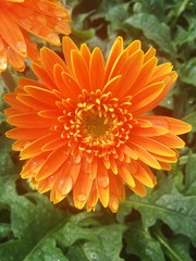 Fleur du Vietnam, rosé du matin