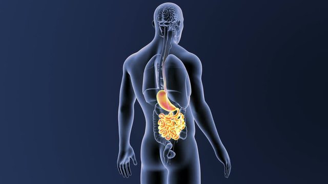 Stomach and Small Intestine with Organs