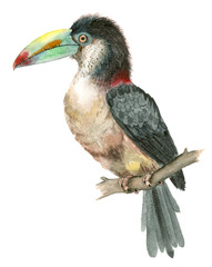 Watercolor bird toucan