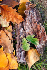 Autumn leaves next to the cracked wood