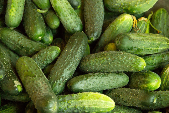 Green background. Organic eating. Agriculture retailer. Farmer's nature food. fresh cucumber in the supermarket