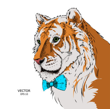 Portrait of a tiger with tie. Can be used for printing on T-shirts, flyers and stuff. Vector illustration