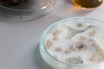 Aspergillus (mold) for Microbiology in Lab.