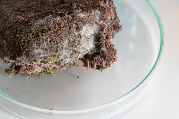 Fungus in Coffee grounds for Microbiology in laboratories.