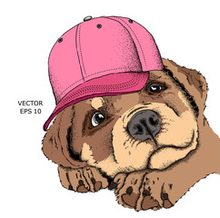 Hipster dog in cap. Vector illustration