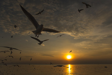 Silhouette, Evening sun with beautiful orange light and gulls flying.