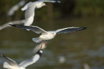 Seagulls flying (Brown-headed Gull)
