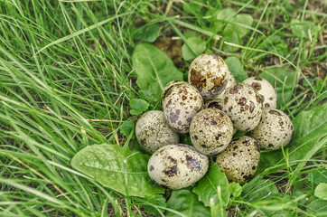 quail eggs in the grass