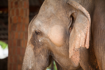 Fototapeta premium Thai elephant closeup.