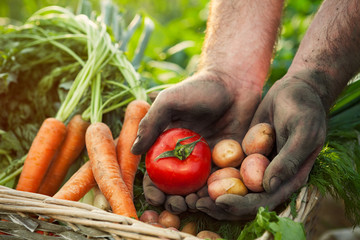 Hands with tomato and potato
