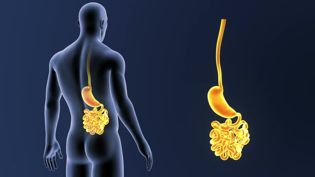 Stomach and Small Intestine zoom with Body