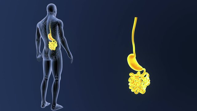 Stomach and Small Intestine zoom with skeleton
