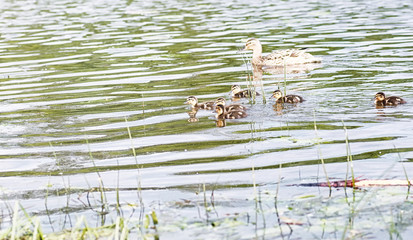 Birds on the pond. A flock of ducks and pigeons by the water. Mi