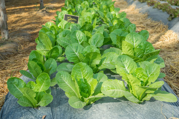 fresh green cos vegetable in farm - nature background